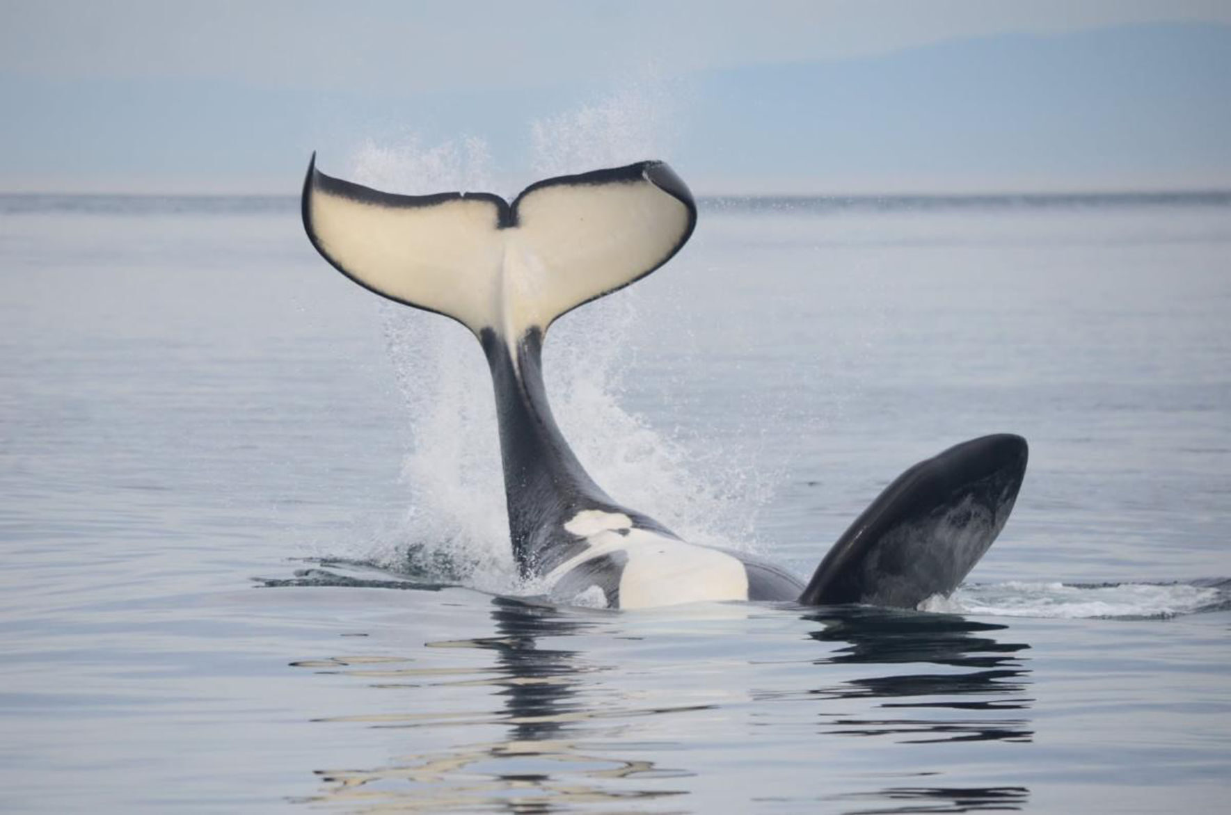 Orcas